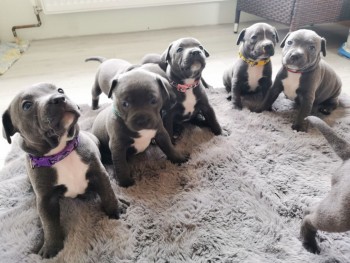 Staffordshire Bull Terrier puppies Avail