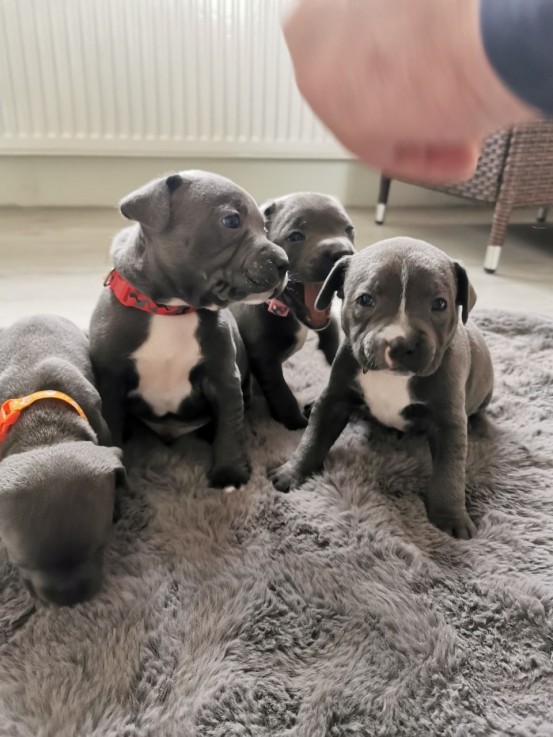 Staffordshire Bull Terrier puppies Avail