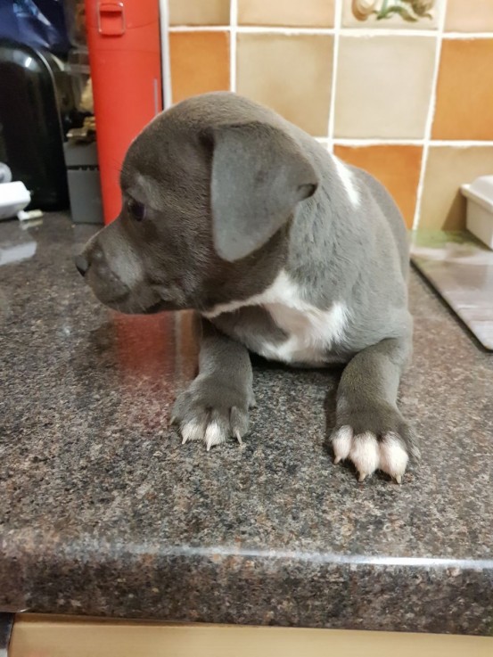 Staffordshire Bull Terrier puppies Avail