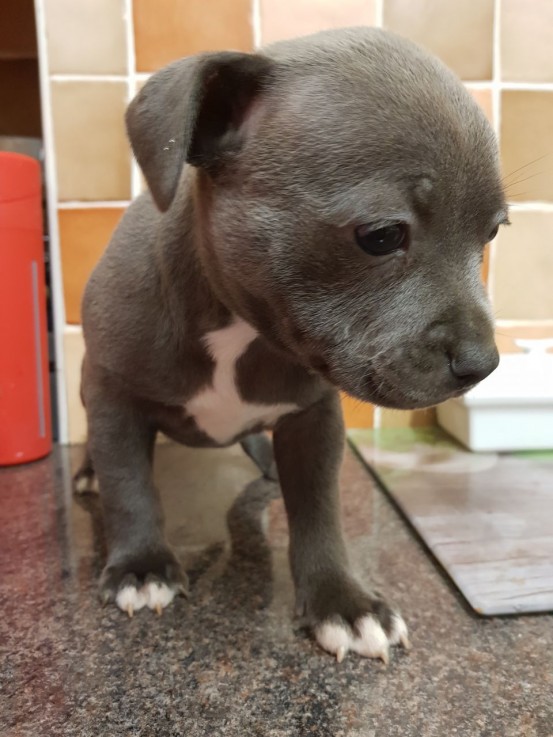 Staffordshire Bull Terrier puppies Avail