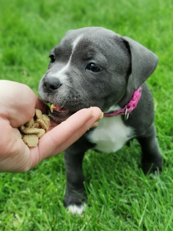 Staffordshire Bull Terrier puppies Avail