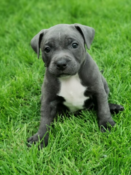 Staffordshire Bull Terrier puppies Avail