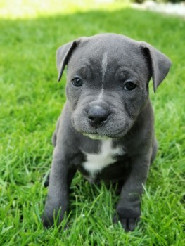 Staffordshire Bull Terrier puppies Avail