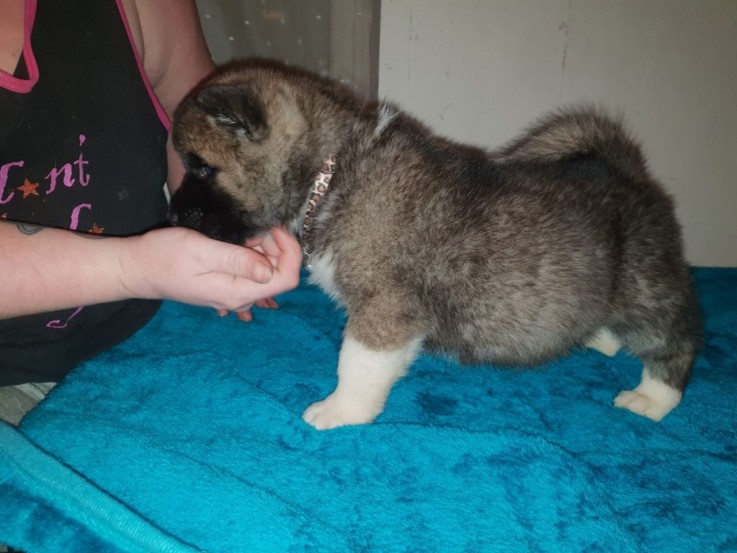 Akita puppies Available  Now 