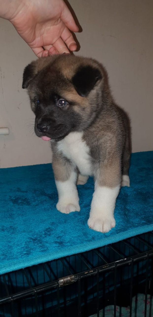 Akita puppies Available  Now 