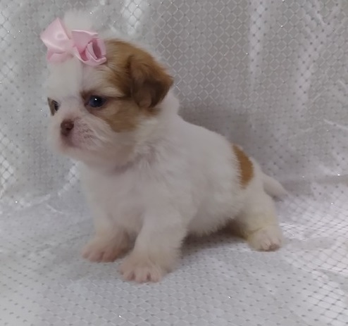 Adorable male and female Shih Tzu Puppie