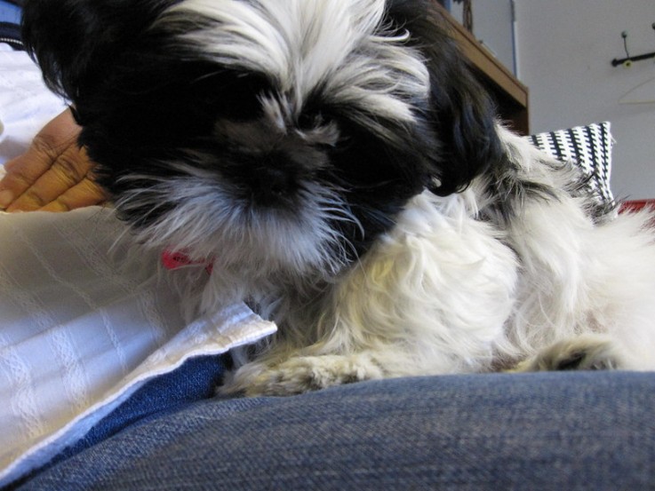 Adorable male and female Shih Tzu Puppie