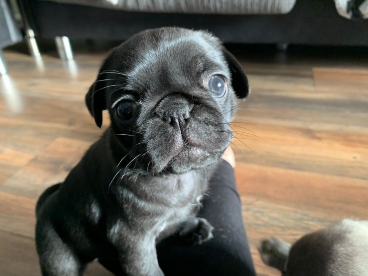 Pug puppies Looking for Pug puppies Look