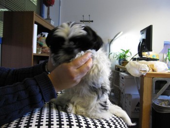 Adorable male and female Shih Tzu Puppie