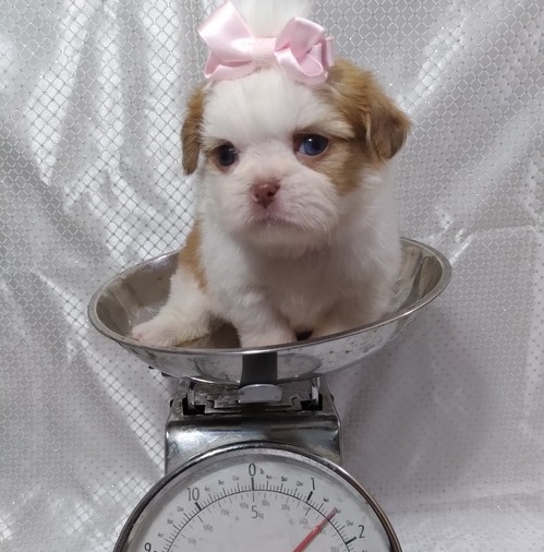 Adorable male and female Shih Tzu Puppie