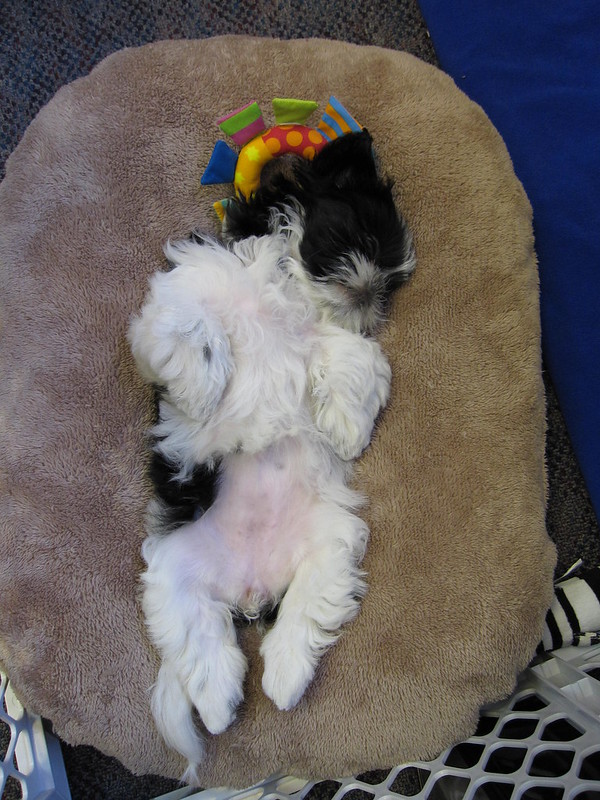 Adorable male and female Shih Tzu Puppie