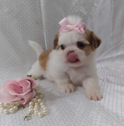 Adorable male and female Shih Tzu Puppie