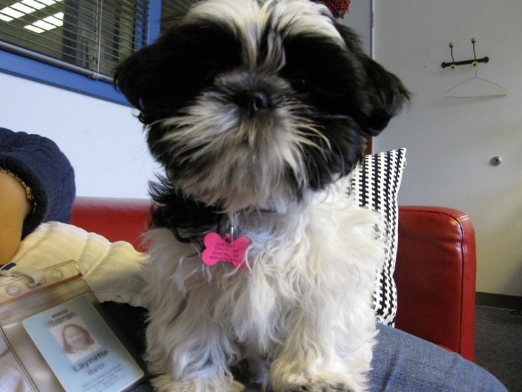 Adorable male and female Shih Tzu Puppie