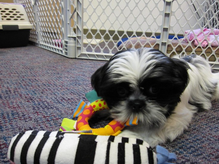 Adorable male and female Shih Tzu Puppie