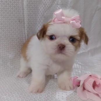 Adorable male and female Shih Tzu Puppie