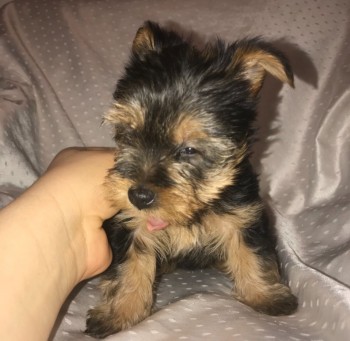 Yorkshire Terrier puppies Looking for go