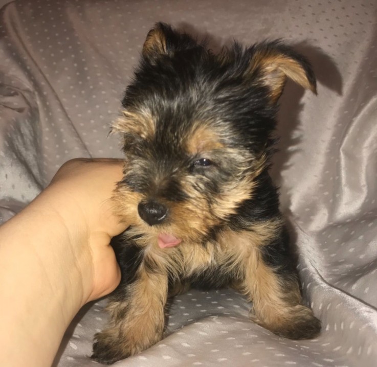 Yorkshire Terrier puppies Looking for go