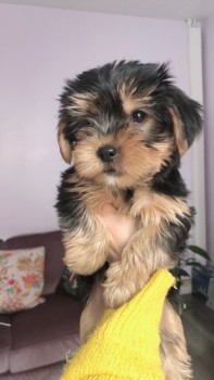 Yorkshire Terrier puppies Looking for go