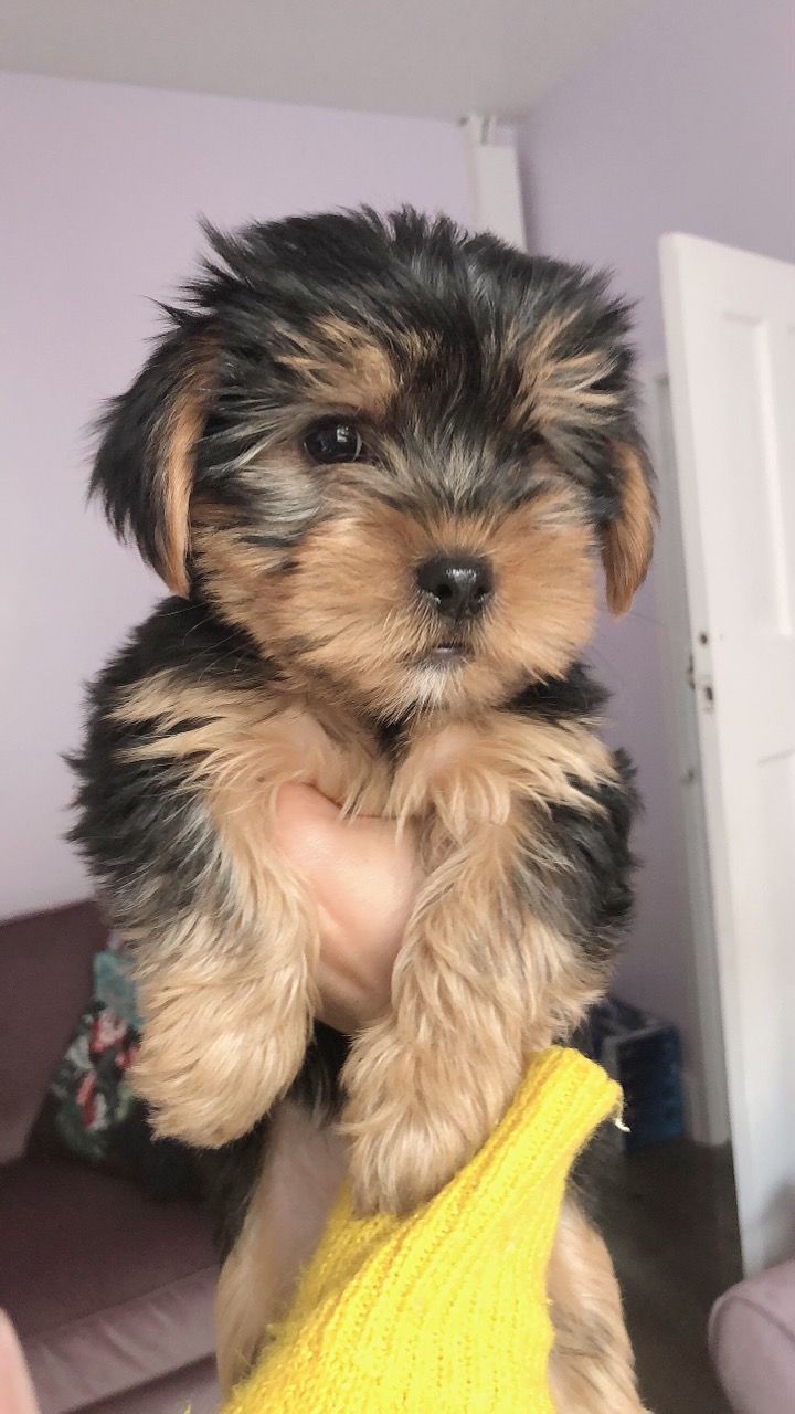 Yorkshire Terrier puppies Looking for go