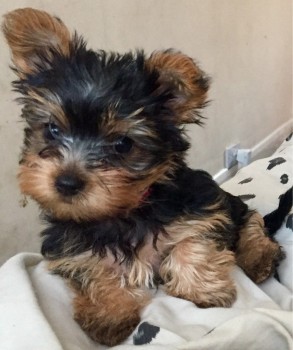 Yorkshire Terrier puppies Looking for go