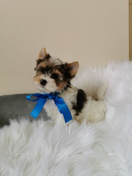 Yorkshire Terrier puppies Looking for go