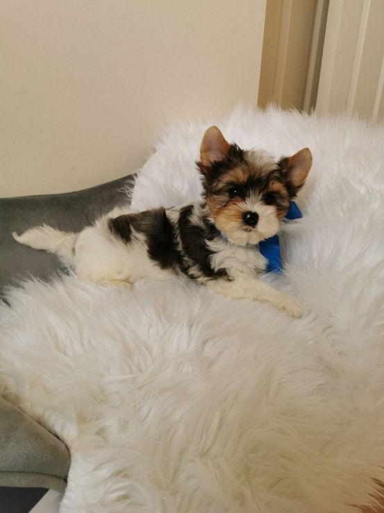 Yorkshire Terrier puppies Looking for go