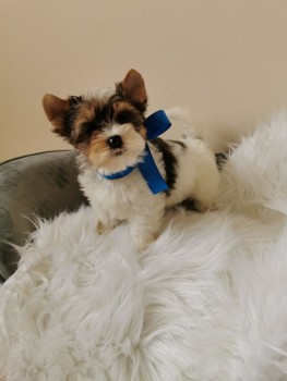 Yorkshire Terrier puppies Looking for go