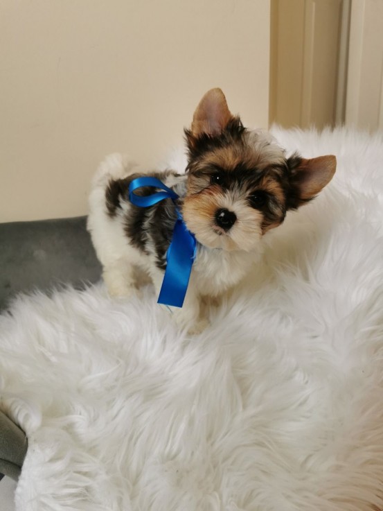 Yorkshire Terrier puppies Looking for go