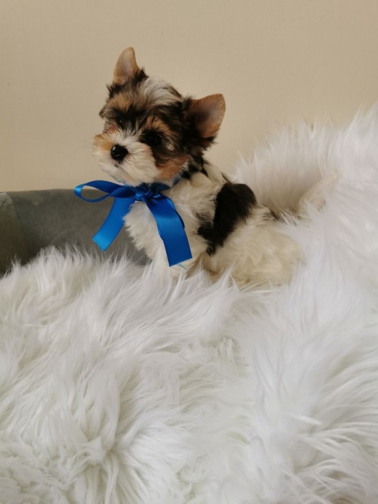 Yorkshire Terrier puppies Looking for go