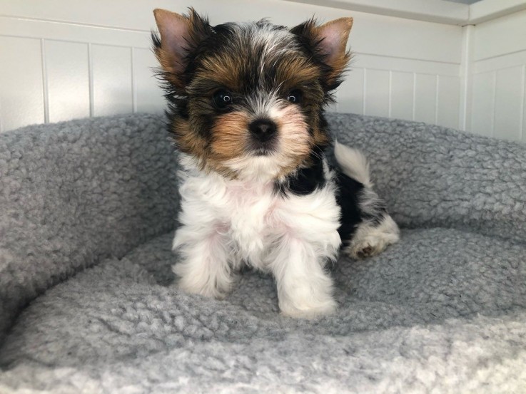 Yorkshire Terrier puppies Looking for go