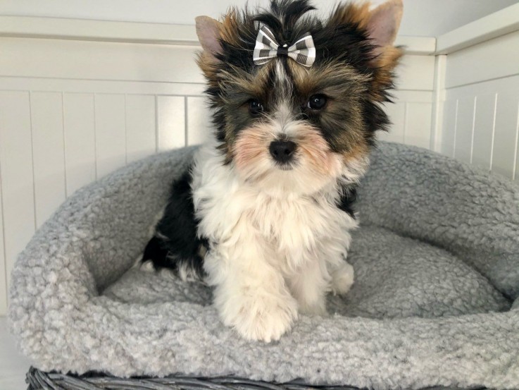 Yorkshire Terrier puppies Looking for go