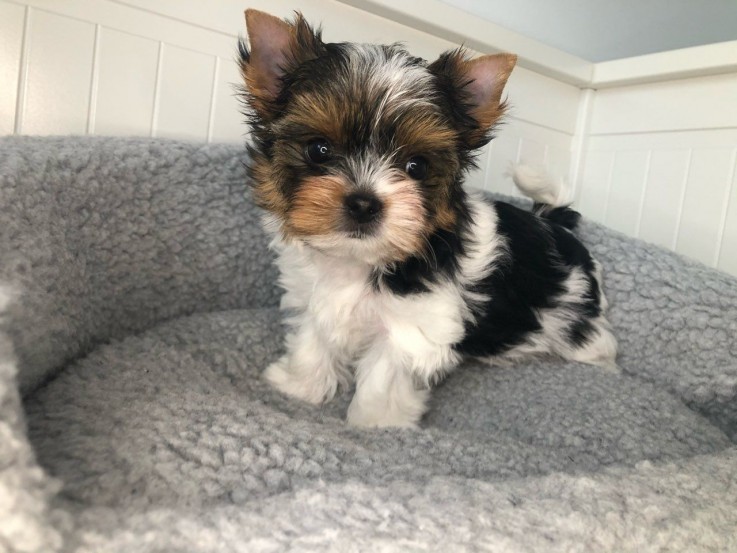 Yorkshire Terrier puppies Looking for go