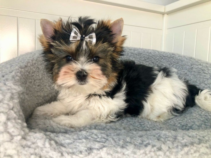 Yorkshire Terrier puppies Looking for go