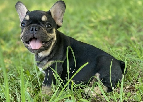 Adorable Cute male and female French bul