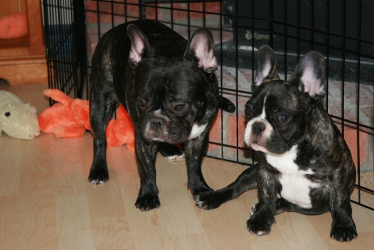 Adorable Cute male and female French bul