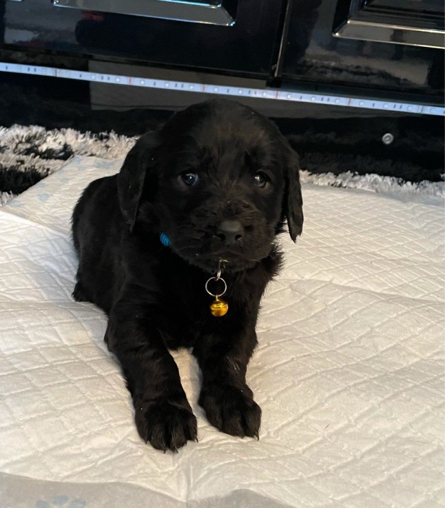 Labradoodle puppies Looking for good Hom