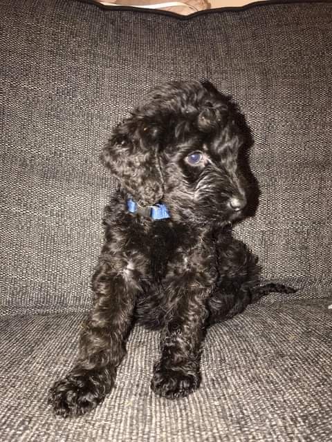 Labradoodle puppies Looking for good Hom