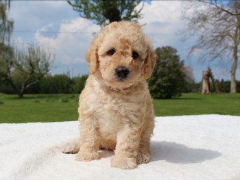 Labradoodle puppies Looking for good Hom