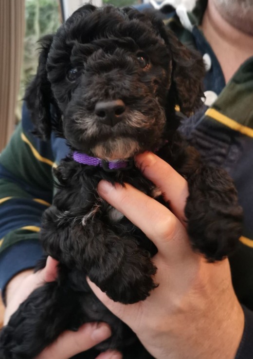 Labradoodle puppies Looking for good Hom