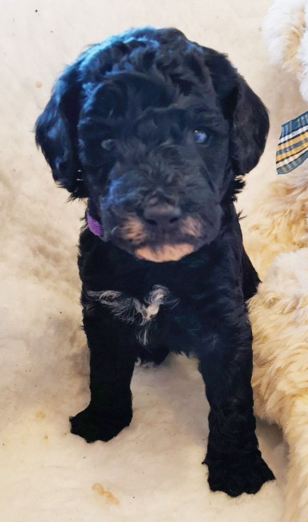 Labradoodle puppies Looking for good Hom