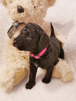 Labradoodle puppies Looking for good Hom