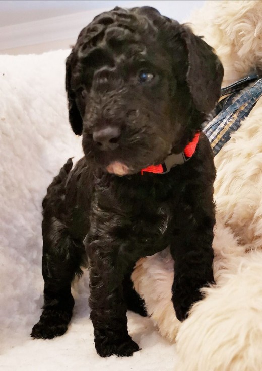 Labradoodle puppies Looking for good Hom