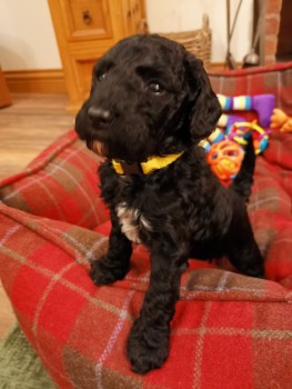 Labradoodle puppies Looking for good Hom