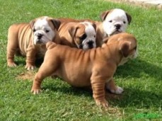 English Bulldog puppies