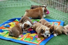 English Bulldog puppies