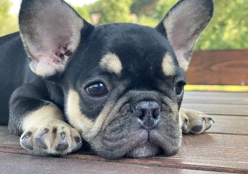 Adorable Cute male and female French bul