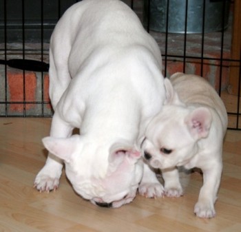 Adorable Cute male and female French bul