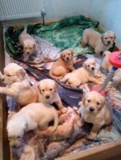 Golden Retriever Puppies