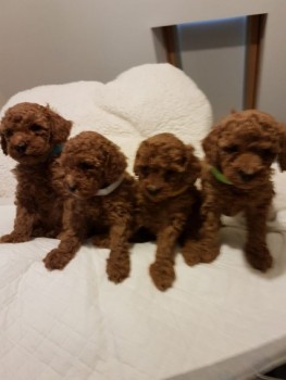  Toy Poodles Puppies 