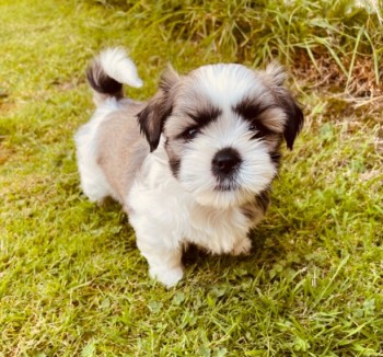 Lovely Shih-tzu Puppies